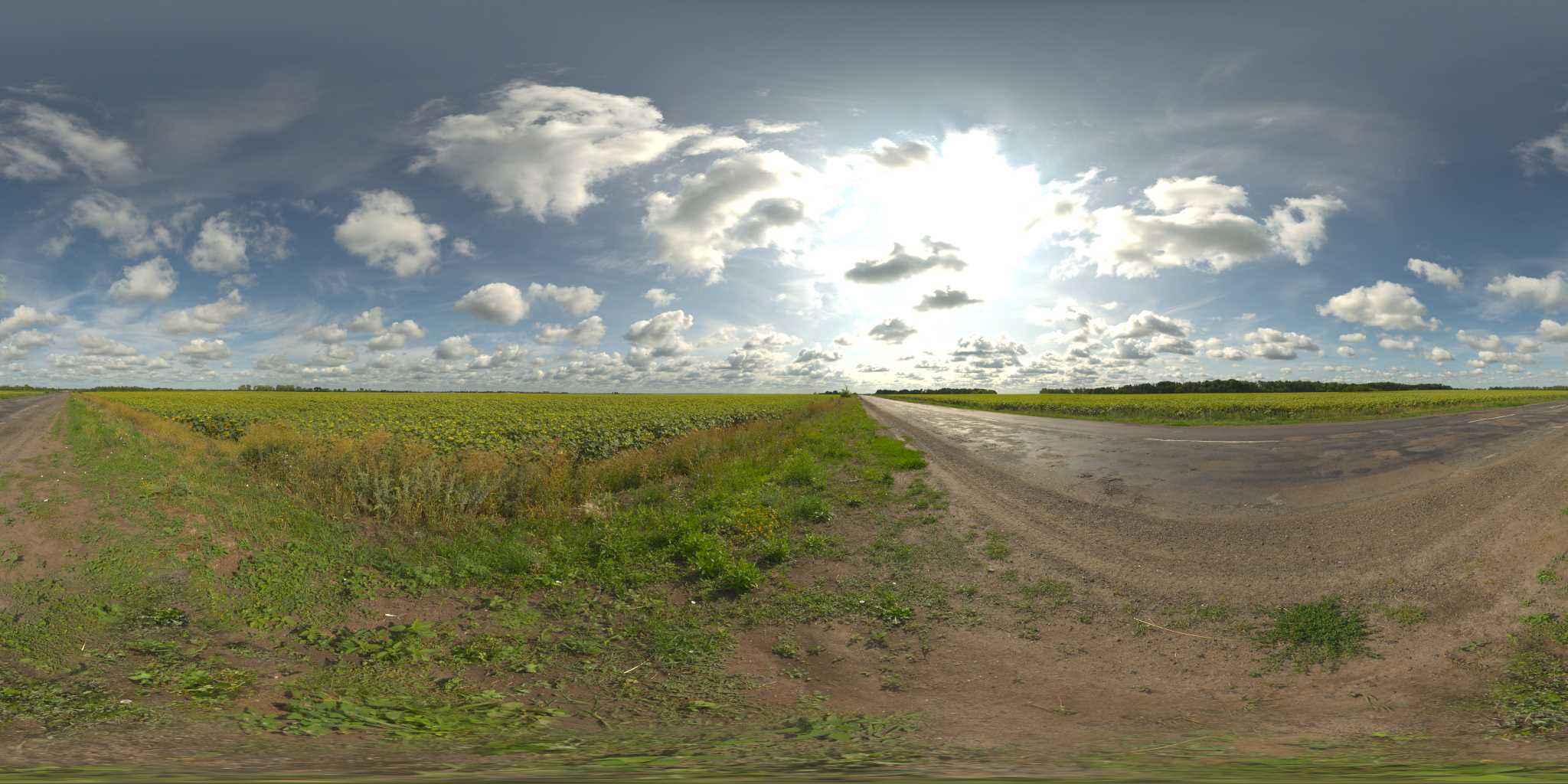 Sunflowers with clamp tone-mapping